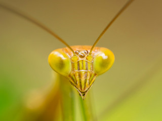 Macro Close Up Shot of Praying Mantis or Mantis Religiosa. Bali, Indonesia.