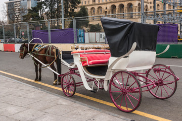 The horse harnessed to the carriage for transportation of tourists. Close up. Baku, Azerbaijan.