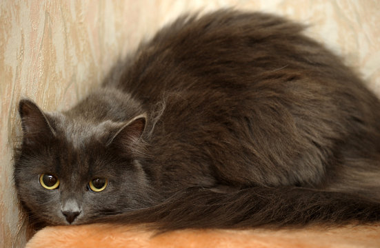 Scared Gray Fluffy Cat Is Afraid