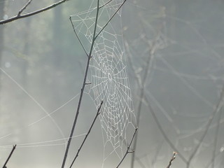 Spider web accentuated by fog condensate
