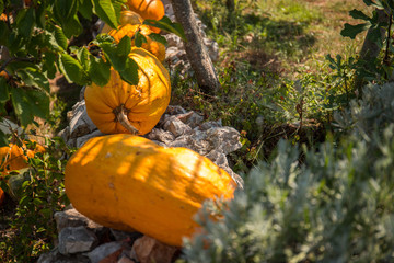 Organic pumpkins laying on the rocks in the garden