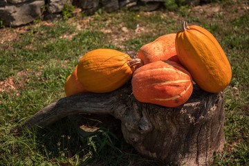 Organic pumpkins laying on the logs in garden