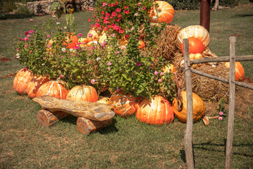Organic pumpkins laying on the grass in the garden next to the red flowers bush