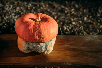 A small pumpkin on the wooden bench