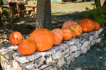 Organic pumpkins laying on the rock bench