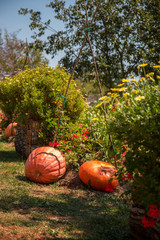Organic pumpkins laying on the grass in the garden next to the red flowers bush