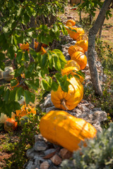Organic pumpkins laying on the rock bench