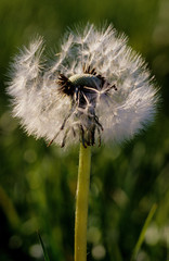 tarassaco composita taraxacum officinalis pianta officinale semi vento parco regionale delta del po...