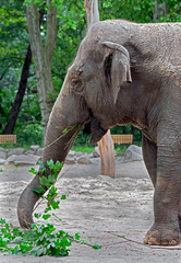 Fototapeta premium Asian elephant in its enclosure. Latin name - Elephas maximus
