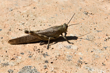Grasshopper on a Rock