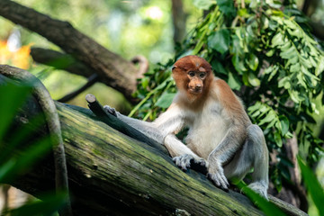 Female proboscis monkey sitting on a tree trunk