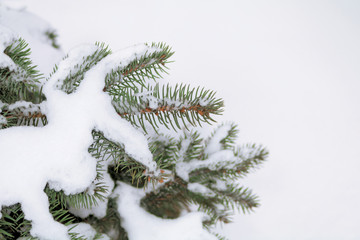 branch of blue spruce under the snow in winter

