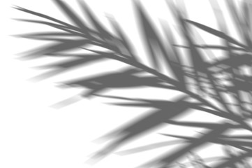 abstract background of shadow exotic palm leaves on a white wall. White and Black for overlay a...