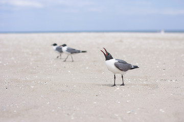 Fototapeta na wymiar seagulls on the ocean beach