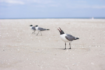 seagulls on the ocean beach