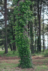 tree full of leaves in the forest