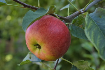 Apfel frisch vom Baum