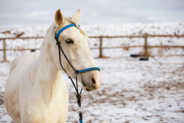 White horse runs in the winter in the snow