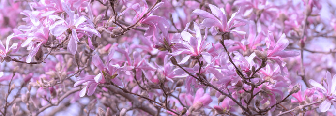 Magnolien im Frühling, Panorama
