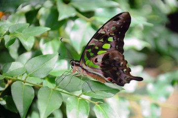 Tailed jay butterfly in the garden