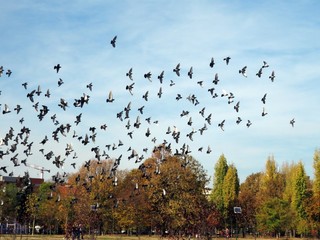 Birds flying over the trees - autumn