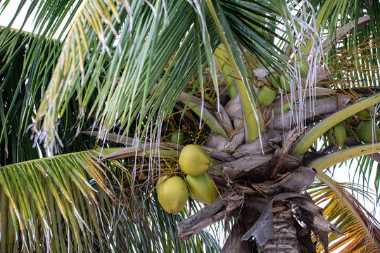 Tropical fruits near a beach in Miami, Florida