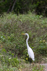 Birds in Everglades National Park in Florida, U.S.