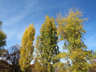 Sunny day in the park during fall season. Amazing colors