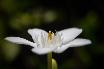 Obraz premium White Flower