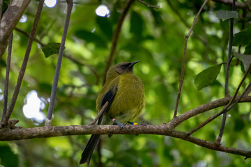 Male Bellbird perched on tree in Wellington New Zealand