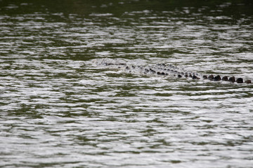 Crocodiles in Everglades National Park in Florida, U.S.