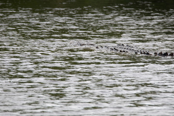 Crocodiles in Everglades National Park in Florida, U.S.