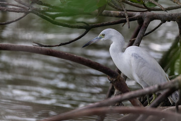 Birds in Everglades National Park in Florida, U.S.