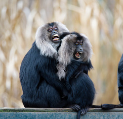 Fototapeta premium Macaca silenus
