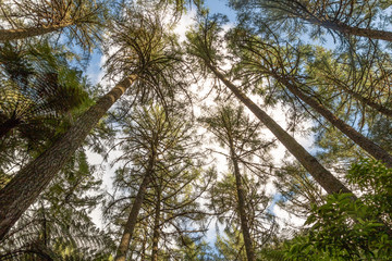 Looking up at Redwood trees in New Zealand