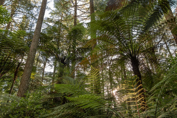 New Zealand ferns growing in Redwood Forest 