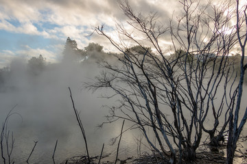 Silhouettes of petrified trees with steam rising from thermal pool in New Zealand