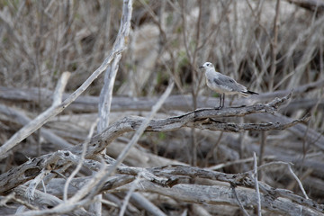 Birds in Everglades National Park in Florida, U.S.