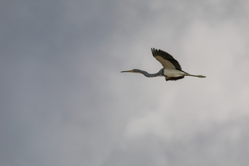 Birds in Everglades National Park in Florida, U.S.