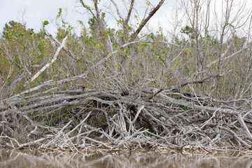 Birds in Everglades National Park in Florida, U.S.