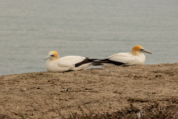 Gannet couple facing away from each other
