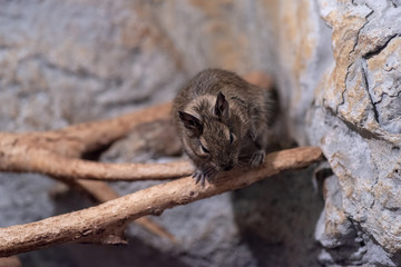 Close-up portrait of cute animal small pet chilean common degu