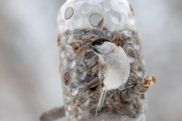 Fototapeta premium Coal tit (Periparus ater) bird sitting on bird feeder