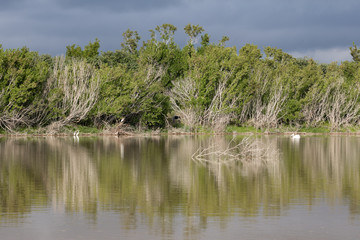 The scenics of Eco Pond in Everglades National Park.