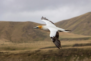 Beautiful Australasian Gannet in flight at Cape Kidnappers, New Zealand