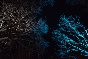 Abstract background, silhouette of colourful tree branches