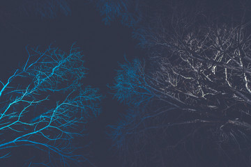 Abstract background, silhouette of colourful tree branches