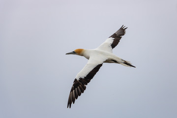Wingspan of Australasian Gannet At Cape Kidnappers