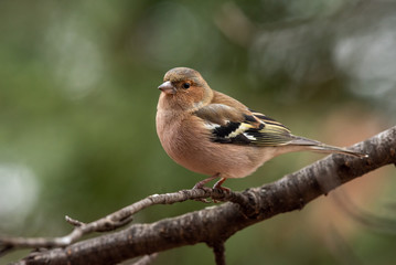 Common Chaffinch (Fringilla coelebs) sitting on a branch in nature.