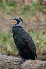 Close up of Great cormorant (Phalacrocorax carbo) Wildlife photo
